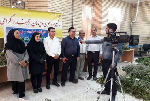 برداشت بیش از 3600 کیلوگرم پیله ابریشم در شهرستان جلفا