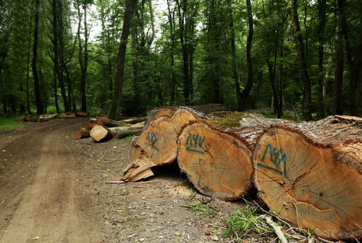 جنگل‌های هیرکانی زیر ضرب جاده جدید شمال