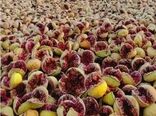 پیش ‌بینی تولید بیش از ۳۵۰۰ تن انجیر خشک در کوه‌ چنار