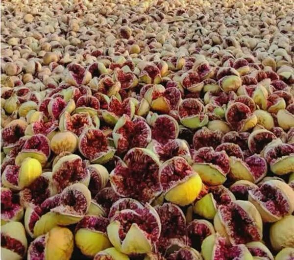 پیش ‌بینی تولید بیش از ۳۵۰۰ تن انجیر خشک در کوه‌ چنار