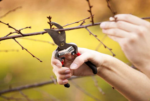 عملیات هرس زمستانه باغات شهرستان سامان انجام شد 