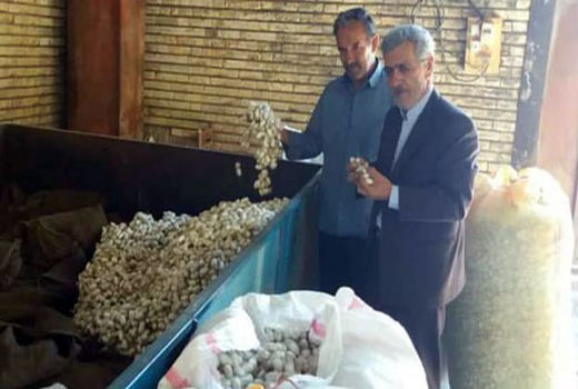 خرید توافقی ۳۰۰۰ کیلو پیله ابریشم در استان آذربایجان‌شرقی