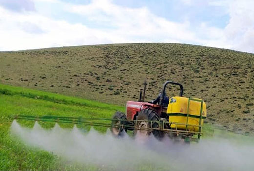 مبارزه با علف‌های هرز در مزارع گندم و جو ضروری است