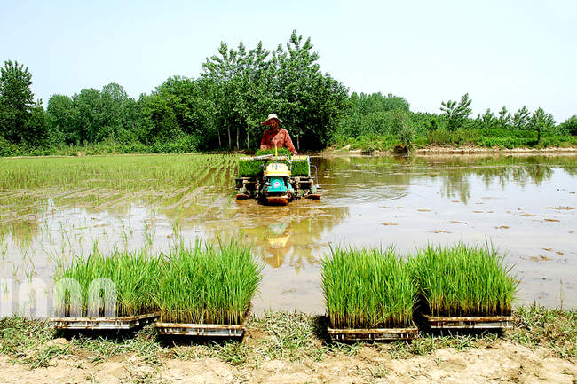 کشت برنج