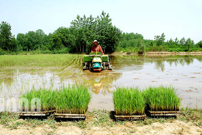 کشت برنج