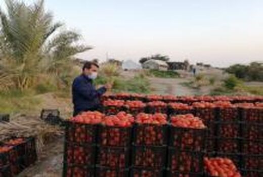 محدودیتی برای صادرات گوجه فرنگی بوشهر وجود ندارد