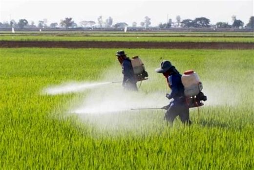 ۱۴ هزار هکتار از اراضی استان‌ بوشهر علیه آفت ملخ صحرایی سم‌پاشی شد‌ 