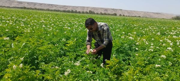 آغاز برداشت سیب زمینی در شهرستان داراب