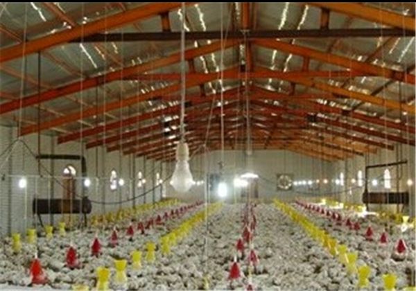 رشد57 درصدی  جوجه‌ریزی در مرغداری‌های ایلام