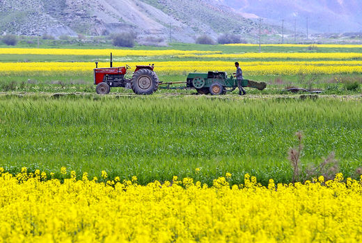 برداشت کلزا از سطح کشتزارهای خراسان شمالی آغاز شد 