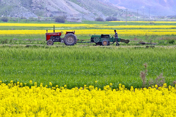 برداشت کلزا از سطح کشتزارهای خراسان شمالی آغاز شد 