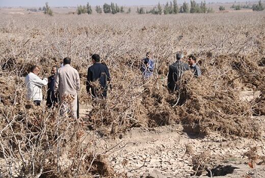 بازدید از باغات پسته آسیب دیده شهرستان رفسنجانبا حضور تعدادی از اعضاء کمیسیون کشاورزی  مجلس 