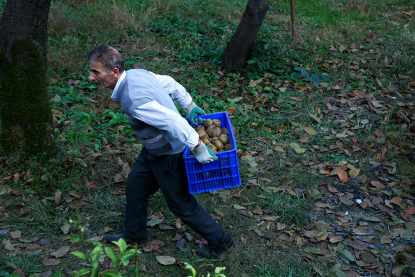 بویِ خوشِ دسترنج؛ نغمه‌ نان و کیوی