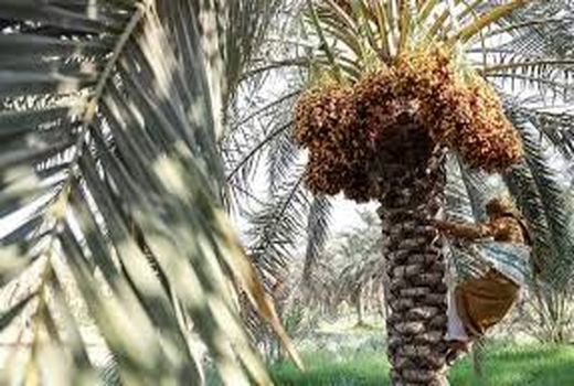 آموزش جوانان در بخش کشاورزی خرمشهر