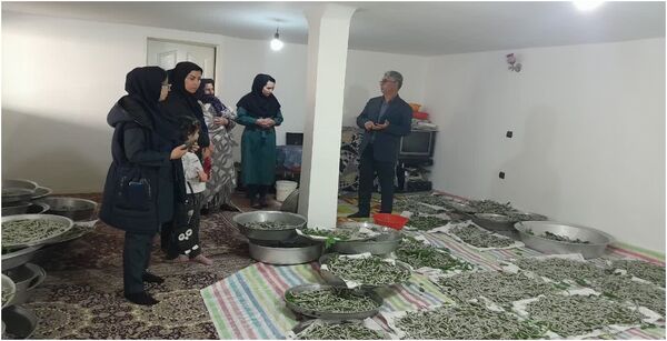 برداشت سه تن پیله تر کرم ابریشم در شهرستان خداآفرین