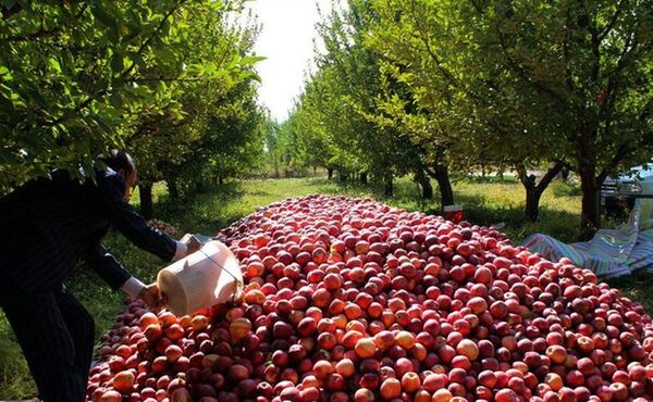 ایجاد روستا بازار فرصتی برای حمایت از محصولات کشاورزی است
