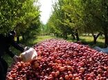 ایجاد روستا بازار فرصتی برای حمایت از محصولات کشاورزی است