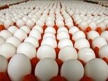 اولین محموله تخم‌مرغ تولیدی استان بوشهر به قطر صادر شد