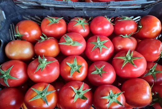 خرید توافقی گوجه‌فرنگی توسط تعاون روستایی آذربایجان شرقی