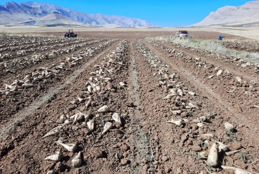 آغاز برداشت چغندر قند از اراضی کشاورزی شهرستان فارسان