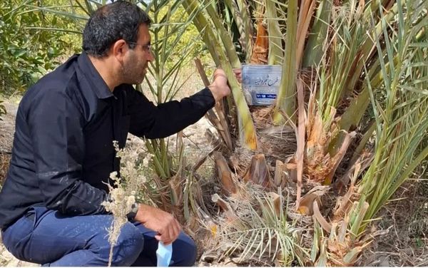 آغاز طرح شجره طیبه در جهرم با نامگذاری نخل‌ها به نام شهیدان