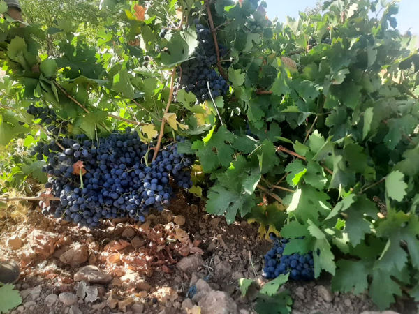 کشت انگور شانی، راهکاری برای مقابله با کم‌آبی در فرخشهر استان چهارمحال وبختیاری