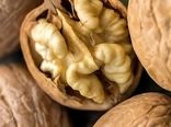 گردوی آذربایجان‌شرقی در مسیر ارزآوری؛ محصولی کوچک با نقشی بزرگ در اقتصاد غیرنفتی