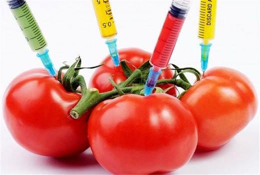 هیچ محصول تراریخته‌ای در آذربایجان شرقی کشت نمی‌شود