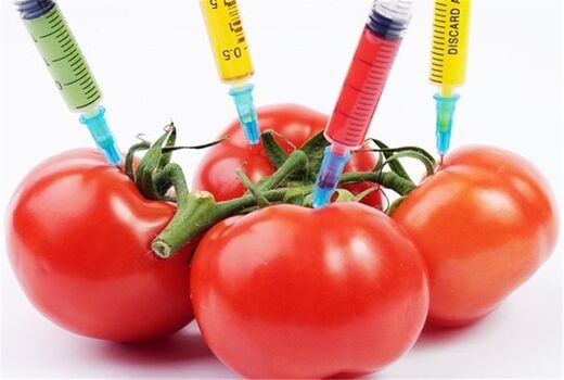 هیچ محصول تراریخته‌ای در آذربایجان شرقی کشت نمی‌شود