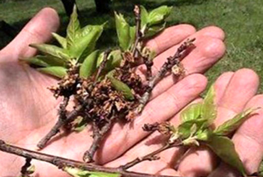 سرمازدگی بهاره به باغات شهرستان شهربابک خسارت وارد کرد