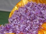 زعفران سرایان نیازمند نگاه ویژه