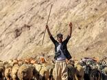 عشایر در شرایط بحران نقش راهبردی دارند/ لزوم توزیع 300 هزارتن علوفه بین عشایر