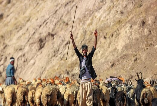 عشایر در شرایط بحران نقش راهبردی دارند/ لزوم توزیع 300 هزارتن علوفه بین عشایر