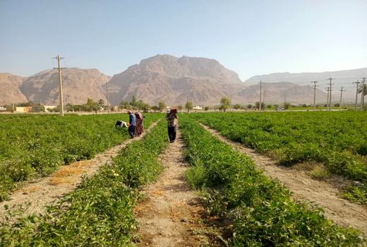 پیش بینی برداشت 40 هزار تن گوجه فرنگی از مزارع شهرستان داراب
