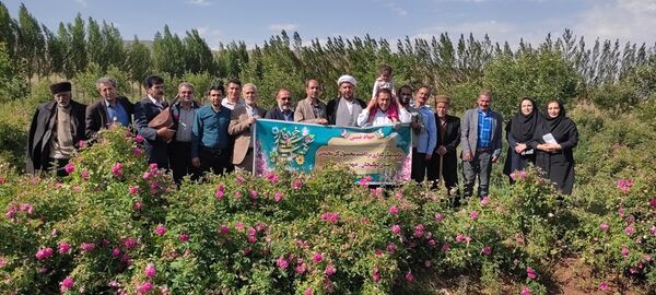 بهار گل‌های محمدی در شهرستان مرند با برداشت بیش از 846 تن محصول