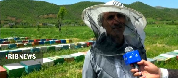 تولید بیش از ۲۰۰ تن عسل در مریوان 