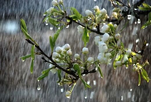میانگین بارش‌ها از ابتدای سال زراعی به ۱۷۵ میلی متر رسید