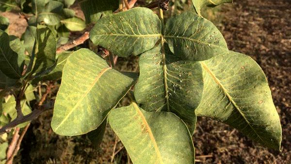 آفت‌کش گیاهی پسیل پسته جایگزینی کم‌خطر برای سموم شیمیایی است/۳۵۰میلیون دلار ارزش با  مصرف ۷ درصد