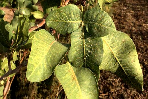 آفت‌کش گیاهی پسیل پسته جایگزینی کم‌خطر برای سموم شیمیایی است/۳۵۰میلیون دلار ارزش با  مصرف ۷ درصد