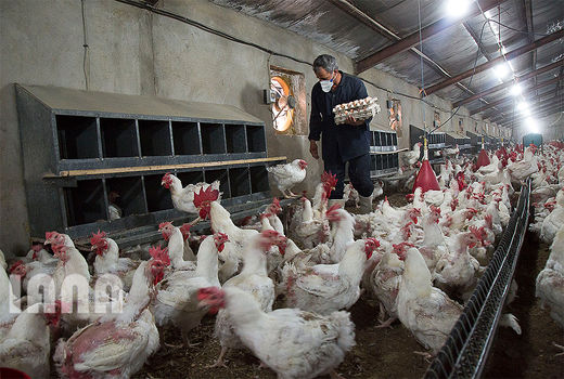 نگهداری مرغ بیش از 45 روز صرفه اقتصادی ندارد