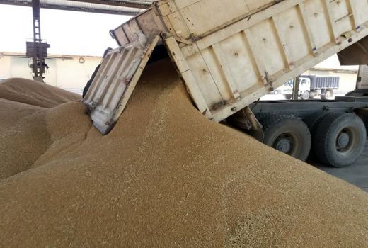 رشد 120 درصدی خرید گندم مازاد بر نیاز کشاورزان چهارمحال و بختیاری 