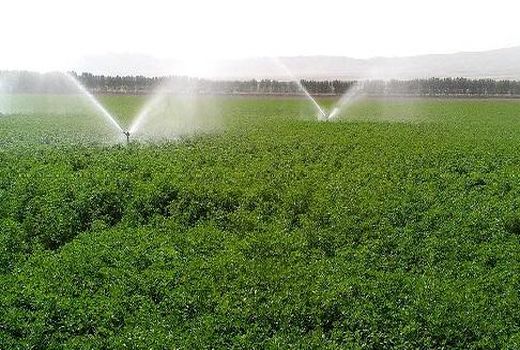 تجهیز بیش از ۱۳ هزار هکتار از اراضی کشاورزی گیلان به سامانه های نوین آبیاری
