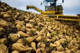  پیش بینی برداشت بیش از 18 هزارتن چغندرقند در شهرستان اردل