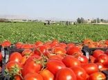 پیش بینی برداشت بیش از ۵۰ هزار تن گوجه فرنگی در بیضاء 