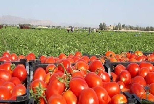 پیش بینی برداشت بیش از ۵۰ هزار تن گوجه فرنگی در بیضاء 