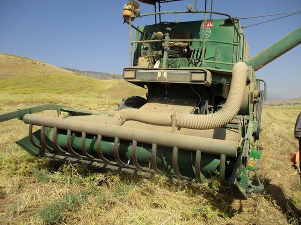 آغاز برداشت نخود ازمزارع شهرستان سیروان