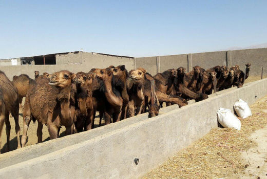 خشک‌سالی باعث سقط‌جنین شترهای نهبندان می‌شود