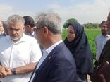 رصد و ارزیابی ۶۰۰ رقم گوجه‌فرنگی در مرکز آموزش عالی امام خمینی(ره)