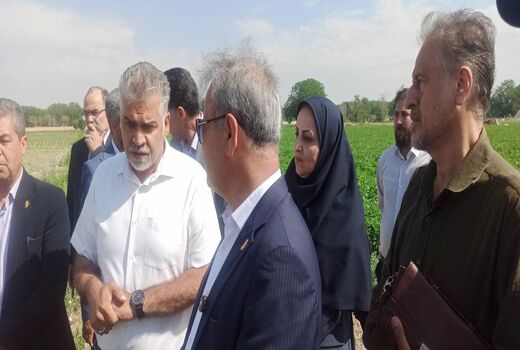 رصد و ارزیابی ۶۰۰ رقم گوجه‌فرنگی در مرکز آموزش عالی امام خمینی(ره)