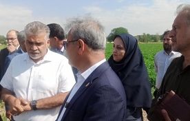 رصد و ارزیابی ۶۰۰ رقم گوجه‌فرنگی در مرکز آموزش عالی امام خمینی(ره)